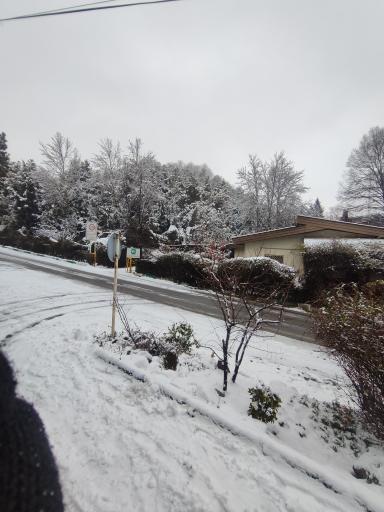 عکس جنگل لویزان