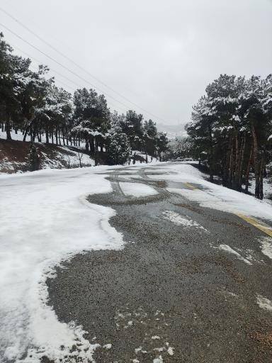 عکس جنگل لویزان