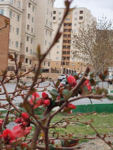 عکس کوی کوثر