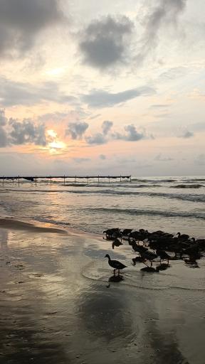 عکس بندر فریدونکنار