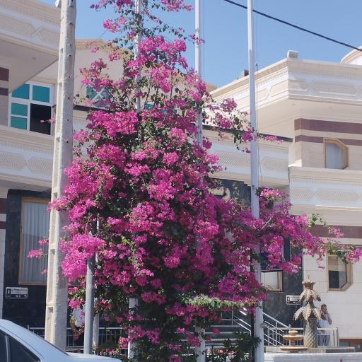 عکس رستوران تالار یزد 