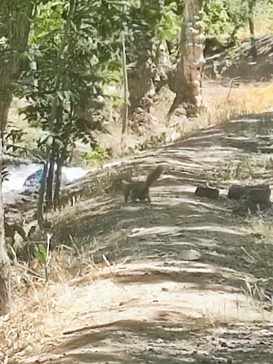 عکس بوستان جنگلی حیات وحش چیتگر