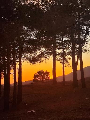 عکس بوستان جنگلی حیات وحش چیتگر