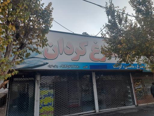 عکس مرغ کردان