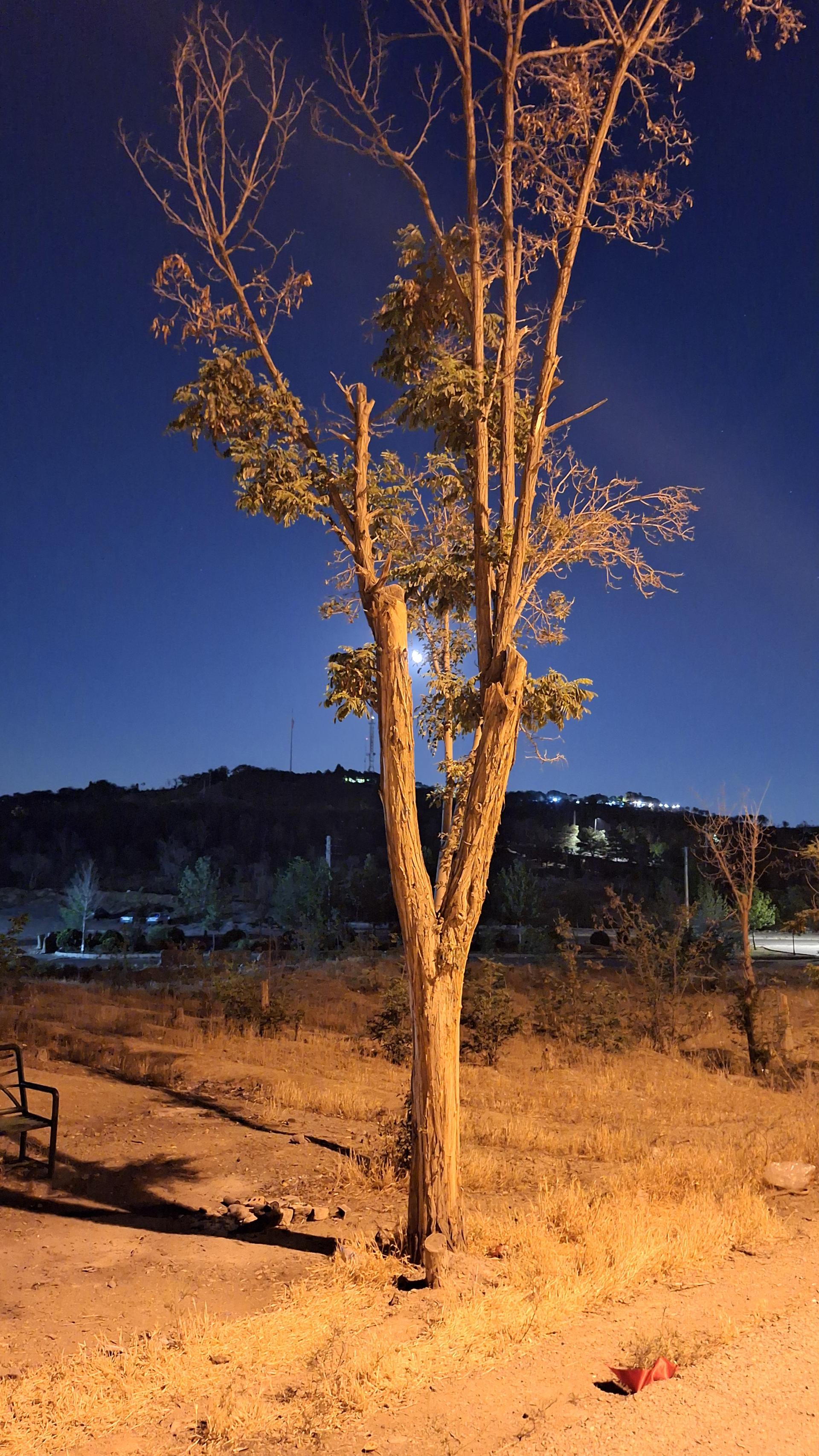 عکس بوستان جنگلی حیات وحش چیتگر