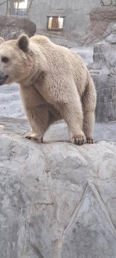 عکس بوستان جنگلی حیات وحش چیتگر