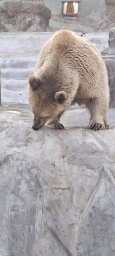 عکس بوستان جنگلی حیات وحش چیتگر