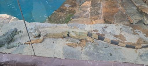 عکس بوستان جنگلی حیات وحش چیتگر