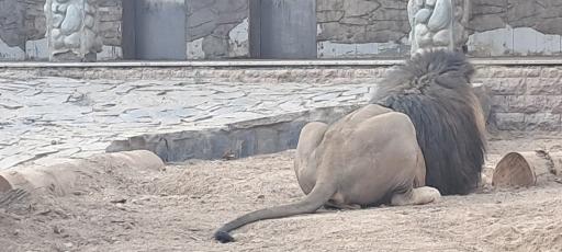 عکس بوستان جنگلی حیات وحش چیتگر