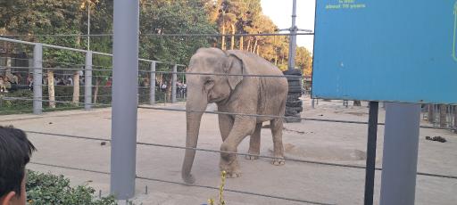 عکس بوستان جنگلی حیات وحش چیتگر