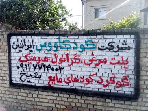 عکس کود کاووس ایرانیان