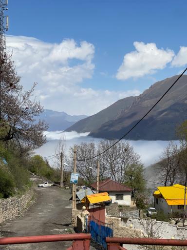عکس سیاه بیشه