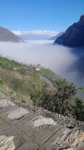 عکس سیاه بیشه