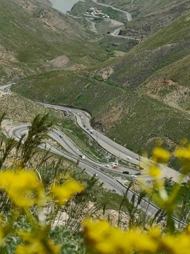 عکس سیاه بیشه