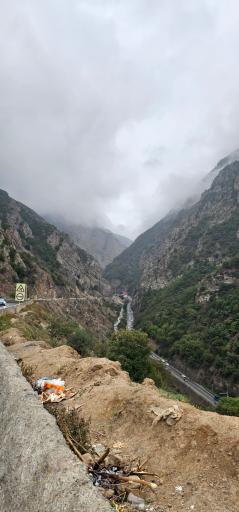 عکس سیاه بیشه