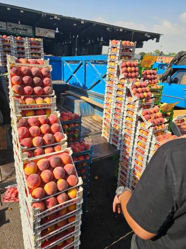 عکس حق العملکاری حاج حسن صابری و پسران 