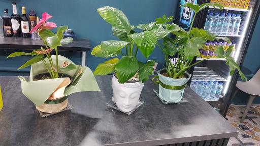 عکس کارون کافی