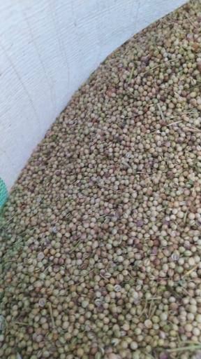 عکس بنکداری رشید ساکی (گشنیز و رازیانه)