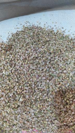 عکس بنکداری رشید ساکی (گشنیز و رازیانه)