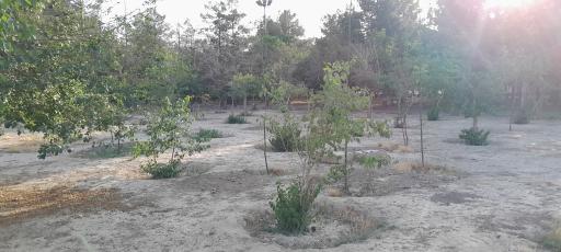 عکس بوستان لواسانی