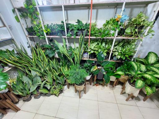 عکس گلکده رویای سبز