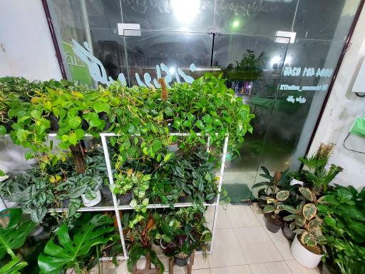 عکس گلکده رویای سبز