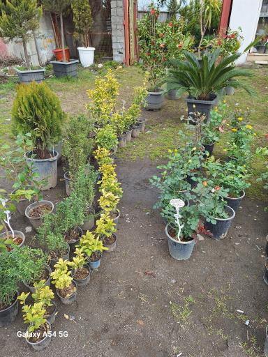 عکس گل و گیاه و گلدان سرای اورنگ