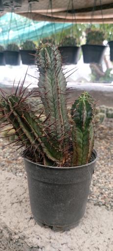 عکس جزیره کاکتوس