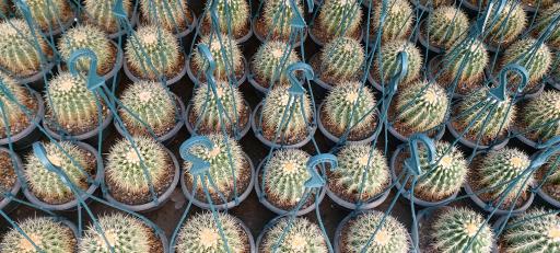 عکس جزیره کاکتوس