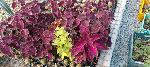 عکس جزیره کاکتوس