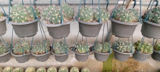 عکس جزیره کاکتوس