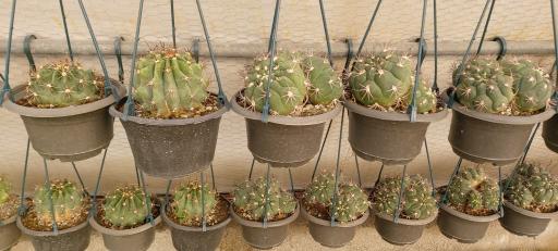 عکس جزیره کاکتوس