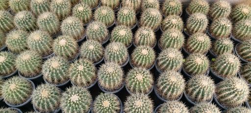 عکس جزیره کاکتوس