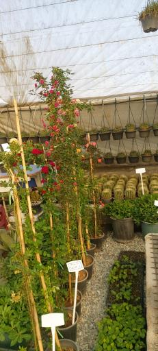 عکس جزیره کاکتوس