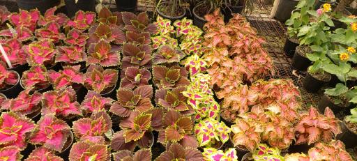 عکس جزیره کاکتوس