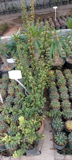 عکس جزیره کاکتوس