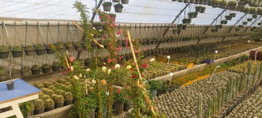 عکس جزیره کاکتوس