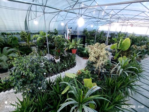 عکس گلخانه رگال 