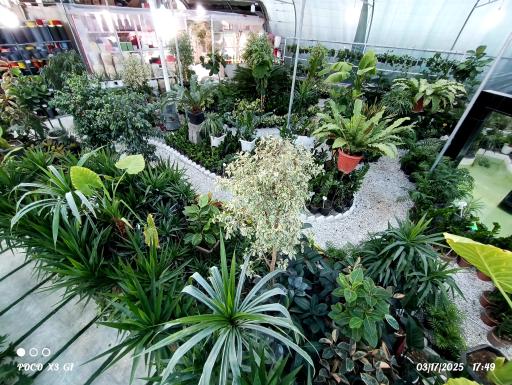 عکس گلخانه رگال 