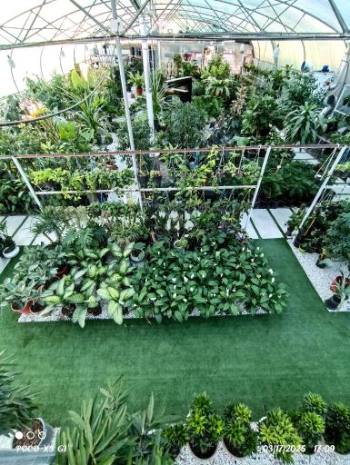 عکس گلخانه رگال 