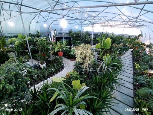 عکس گلخانه رگال 