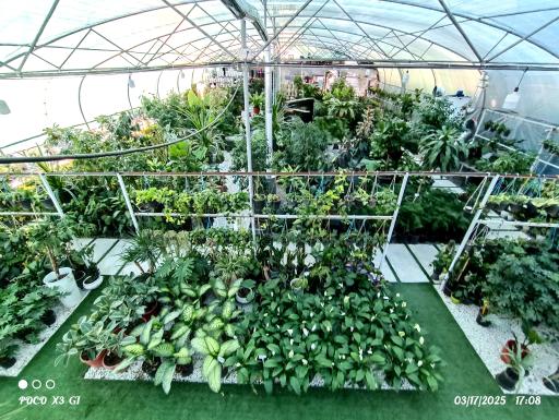 عکس گلخانه رگال 