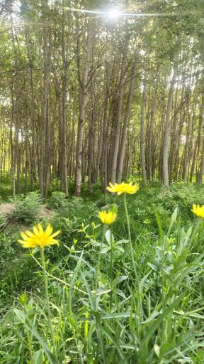 پارک ساحلی سرارود