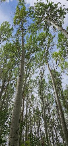 عکس پارک ساحلی سرارود