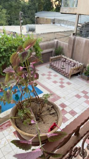 عکس خانه بوم گردی سادات