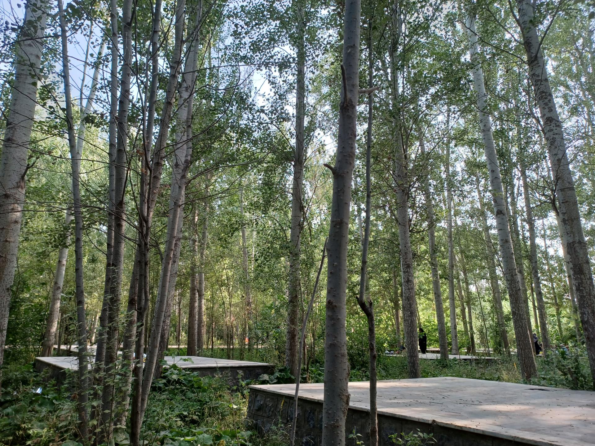 عکس پارک ساحلی سرارود