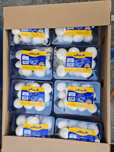 عکس پخش قارچ ملارد