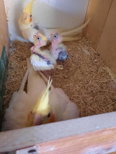 عکس پرنده سرای سناتور