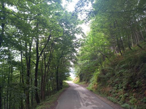 عکس جنگلهای سیاسان