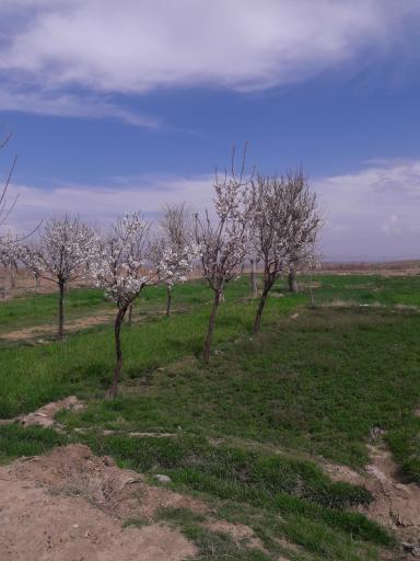 عکس برقبان